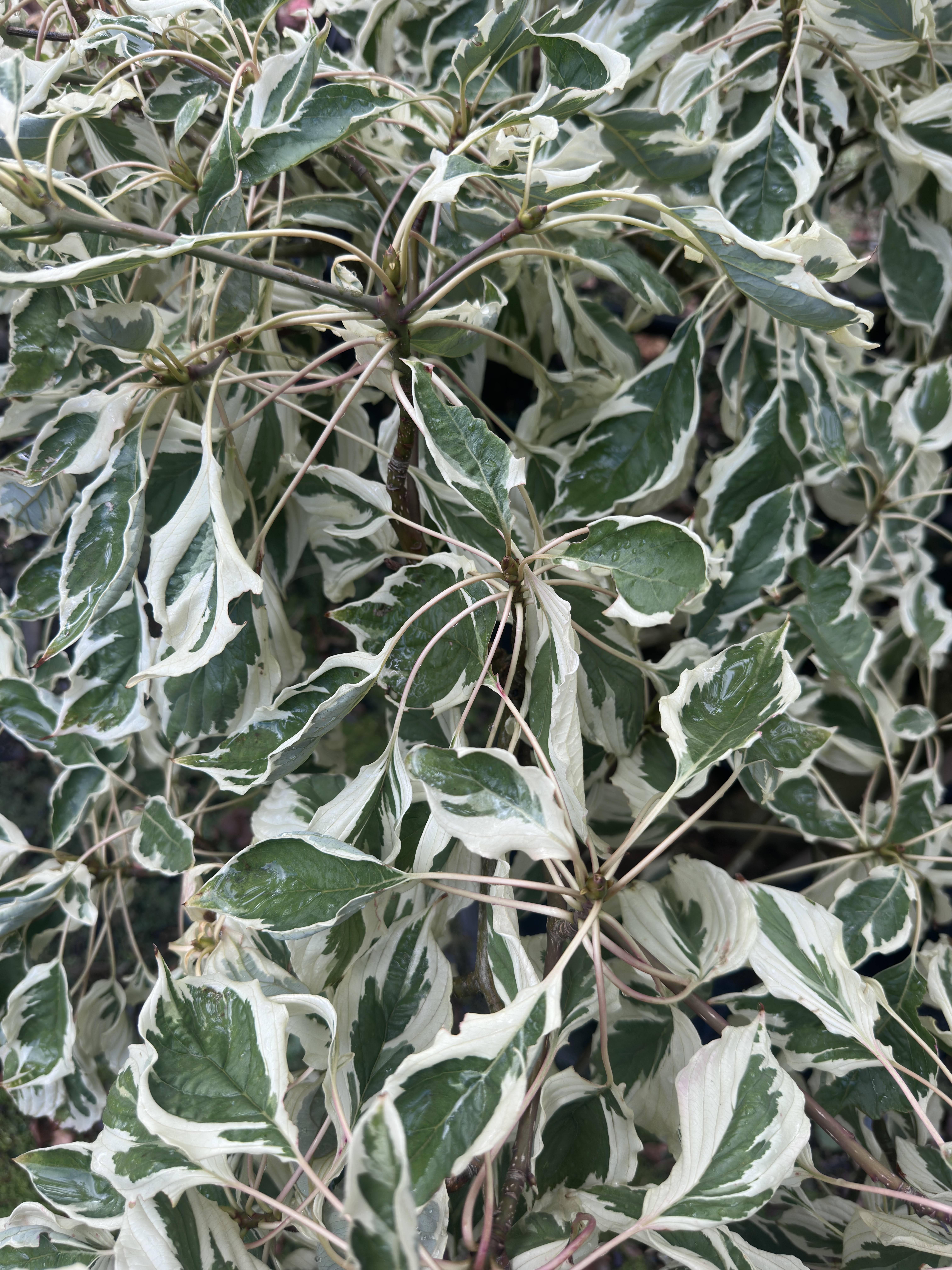 Cornus controversa Variegata | Wedding Cake Tree  Buy Online | PlantPlex NZ