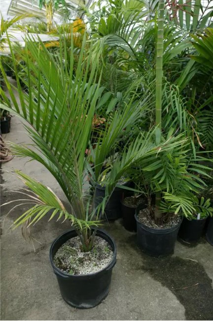 シアッツ　Rhopalostylis sapida　ニカウヤシ Rhopalostylis sapida | Nikau Palm | Shaving Brush Palm | plant lust