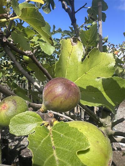 Fig French Sugar — Buy Online | PlantPlex NZ